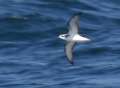 Cook's Petrel